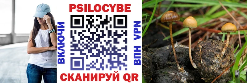 наркошоп  Сычёвка  Псилоцибиновые грибы Psilocybe 